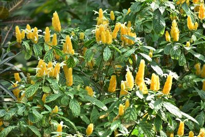 Close-up of yellow flowering plants