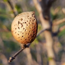 Close-up of almond seen on branch