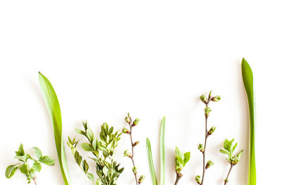 Close-up of plant against white background