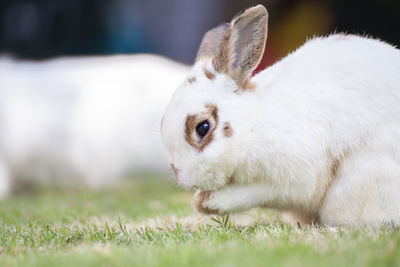 Close-up of a rabbit on field