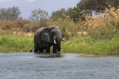 View of elephant walking on road