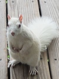 Close-up of white cat looking at fence