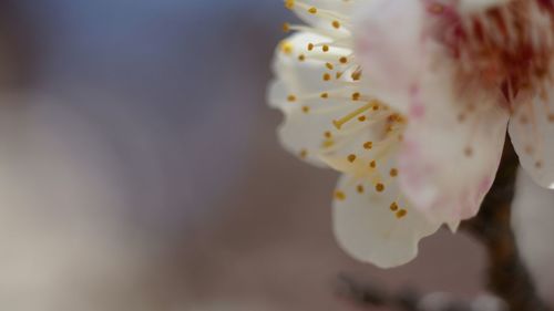 Close-up of flower blooming