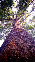 Low angle view of trees in forest