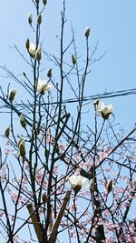 Low angle view of flower tree against clear sky