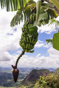 View of fruits growing on tree against sky