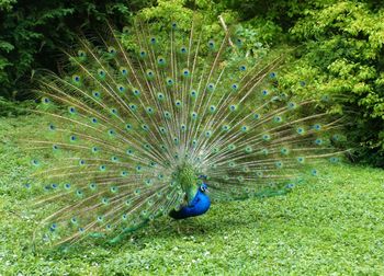 Close-up of peacock