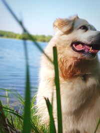 Dog looking away