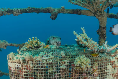 View of coral swimming in sea