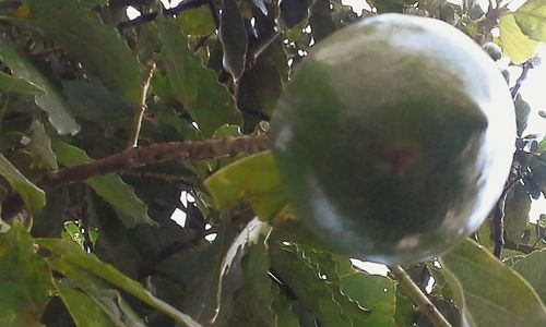 Close-up of fruit tree