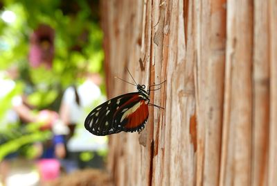 Close-up of butterfly on wood