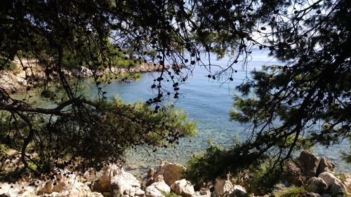 Trees by water against sky