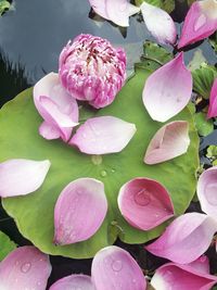 Close-up of pink lotus water lily in lake