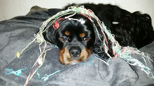 Close-up portrait of dog