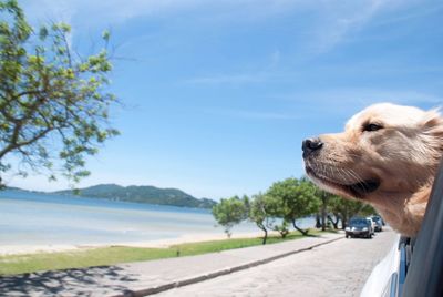 Dog looking at sea shore