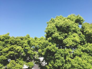 Low angle view of trees against clear blue sky