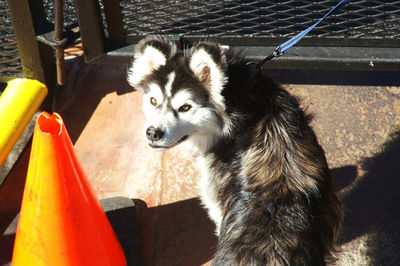 High angle view of dog looking away