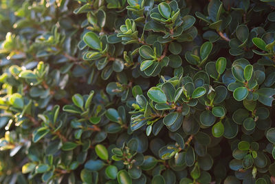 Full frame shot of plants