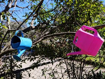 Low angle view of pink flower hanging on tree against blue sky