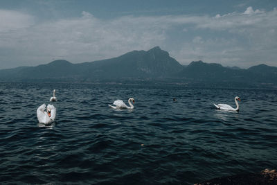 View of swans swimming in sea