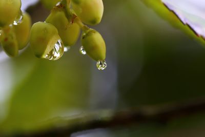 Close-up of wet plant