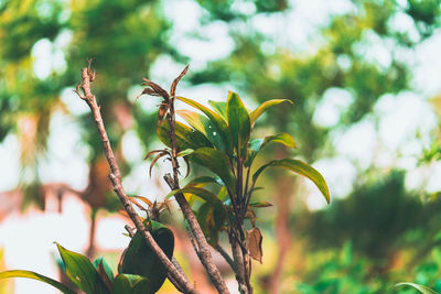 Low angle view of plant against sky