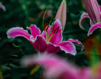 Close-up of pink flowering plant in park