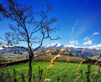 Plants growing on field against sky