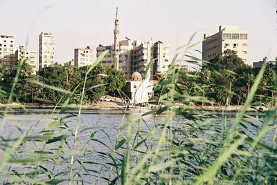 Plants and trees by lake against buildings in city