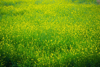 Full frame shot of yellow flowering plants on field