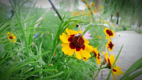 Close-up of yellow flower