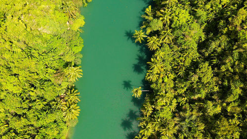 High angle view of lake amidst trees