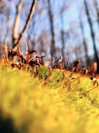 Surface level of leaves on field against trees