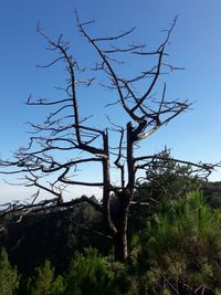 Low angle view of bare tree against clear blue sky