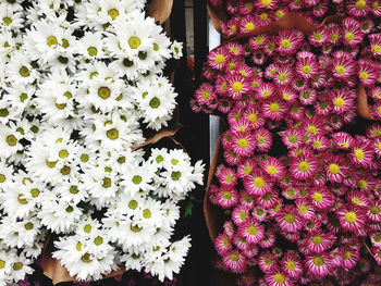 Close-up of flowering plant