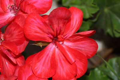 Close-up of red flowering plant
