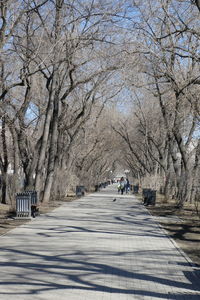 Road amidst bare trees in city