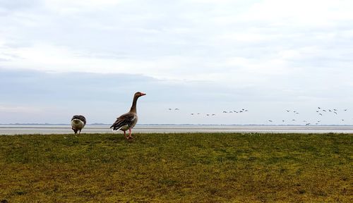 Two geese against sky they are eating and a flock of them in the background