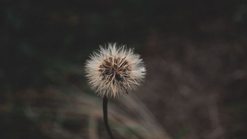 Close-up of dandelion against blurred background