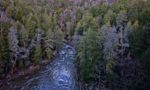 High angle view of pine trees in forest