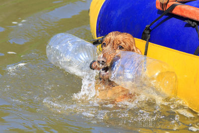 Dog swimming in pool