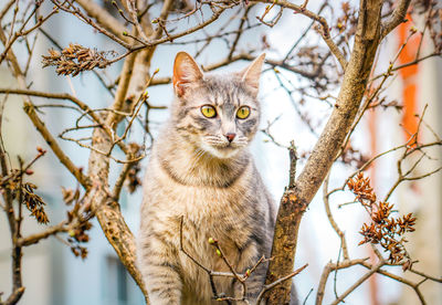 Portrait of a cat