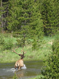 Deer in forest