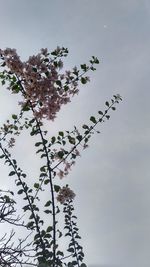 Low angle view of flowering plant against sky