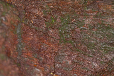 Full frame shot of tree trunk