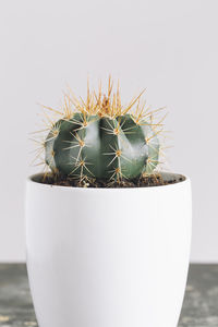 Close-up of potted cactus plant