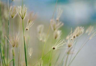 Close-up of stalks in field against sky