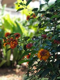 Close-up of red flowering plants