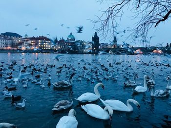 Swans on lake against sky