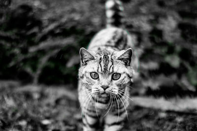 Portrait of cat on field